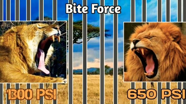 Can LIGER Beat TIGER, LION, JAGUAR And LEOPARD ?
