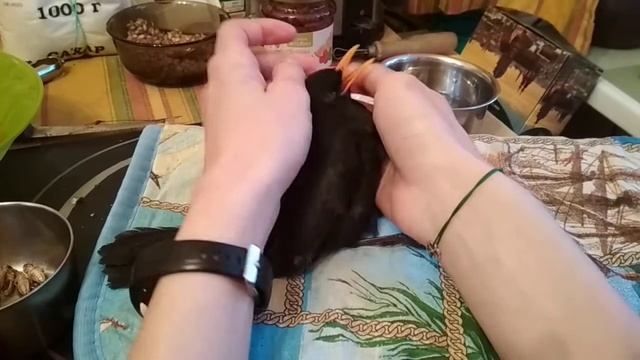 Черный дрозд в приюте смотреть онлайн