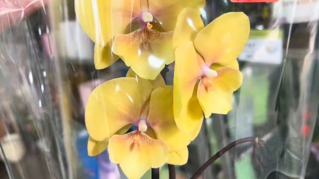 Вау! Обзор Орхидей ( Одесса садовый центр ) смотреть онлайн