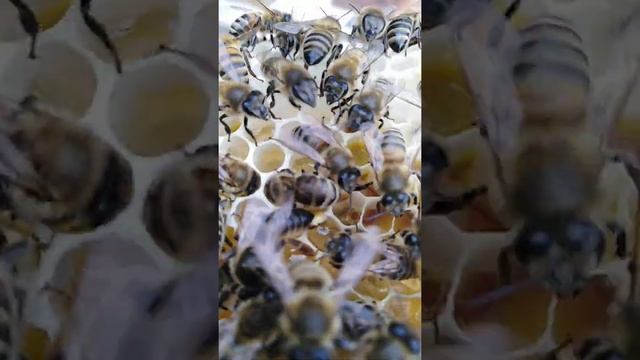 Шлейф матки смотреть онлайн