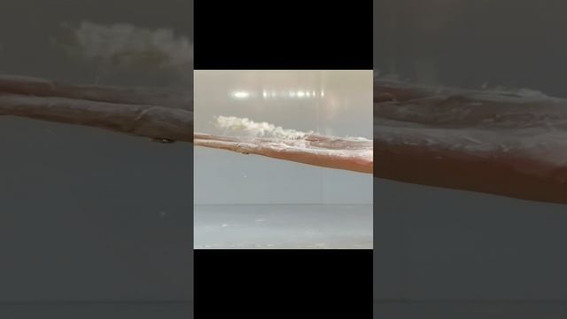 КРЫСИСТЕРС