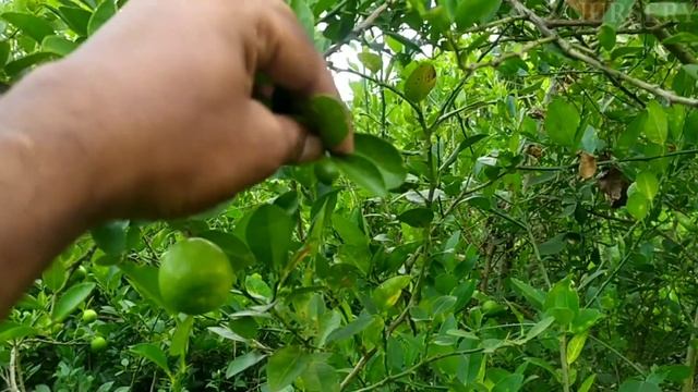 Kagzi Baramasi Lemon. Call : - 9153264042 смотреть онлайн