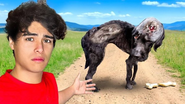 Я Спас 100 Собак