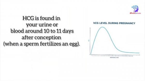 HCG Test | Pregnancy test in bangla | Why need Hcg test? Hcg test is better or rapid test?
