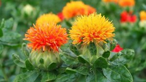 Сафлор картамус 2023г - то что не нужно сажать