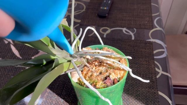 ИДЕАЛЬНАЯ ВОДА ДЛЯ ПОЛИВА ОРХИДЕЙ 💦 ДЕЛАЕМ САМИ смотреть онлайн