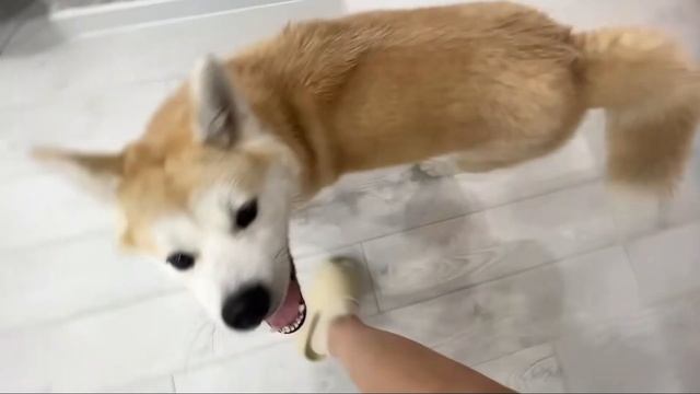 Кто такой Kirkiimad ?