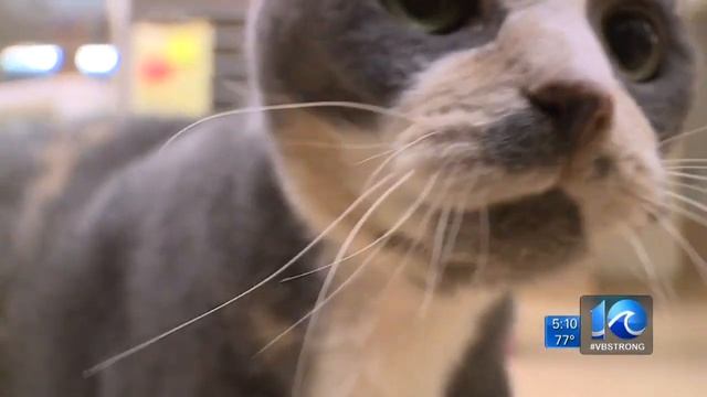 Local shelters offering pet discounts as animal populations reach limits смотреть онлайн