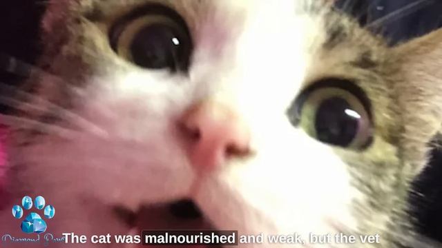 A Pregnant Cat Sat by the Window of a Veterinarian's Clinic; She Had Nowhere Else to Go смотреть онлайн