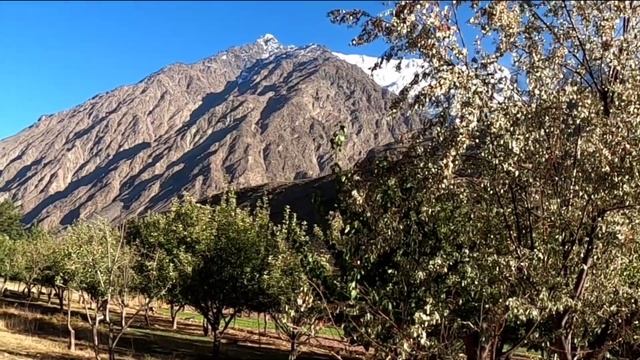 A World's Best Apple In The Village Of Pakistan | Booni Village Life In Mountain смотреть онлайн