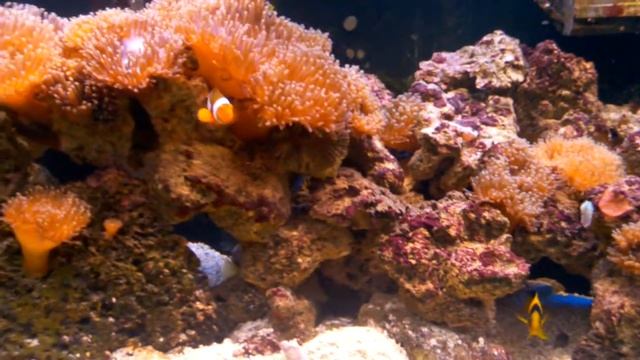 Motorola Droid X ISO 200 Aquarium смотреть онлайн