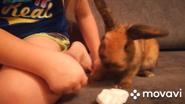 Распаковка подарков для кролика Макса!!! Gifts for Max rabbit #распаковка #поларки #кролик смотреть онлайн