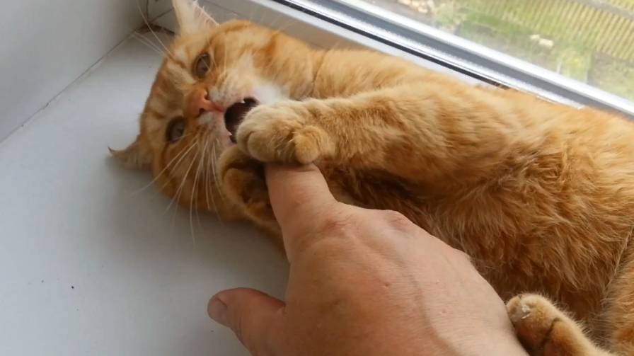 Рыжий друг смотреть онлайн