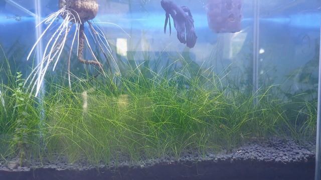 How To Grow Avocado Tree From Seed In Aquarium | Time Lapse смотреть онлайн