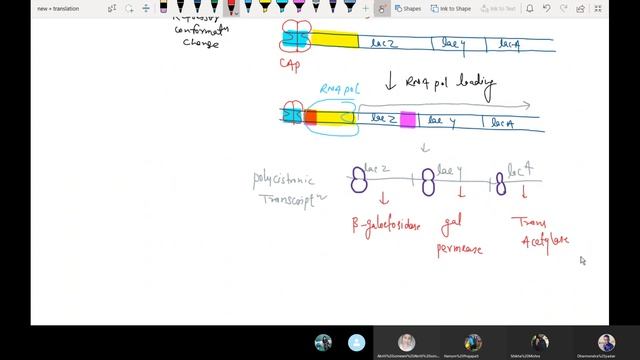 Activator/Repressor Transcriptional level of gene regulation (Lac operon) смотреть онлайн