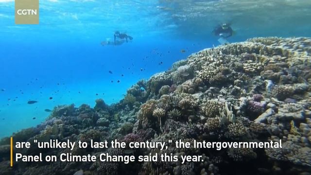 Egypt's Red Sea could be world's last coral refuge смотреть онлайн