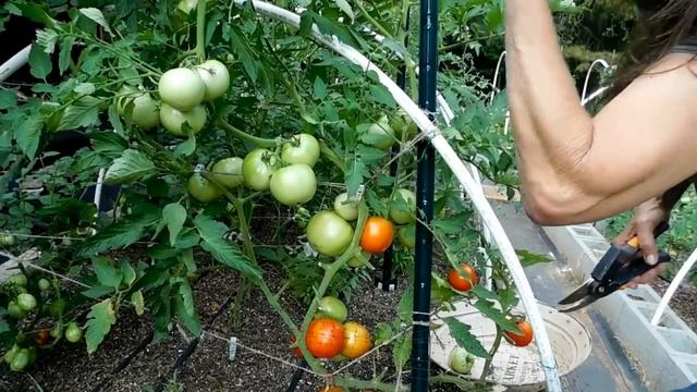 How To Get Your Tomatoes To Ripen In Extreme Heat смотреть онлайн