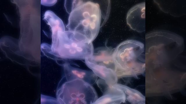 my heart, i never be, i never see, i never know смотреть онлайн