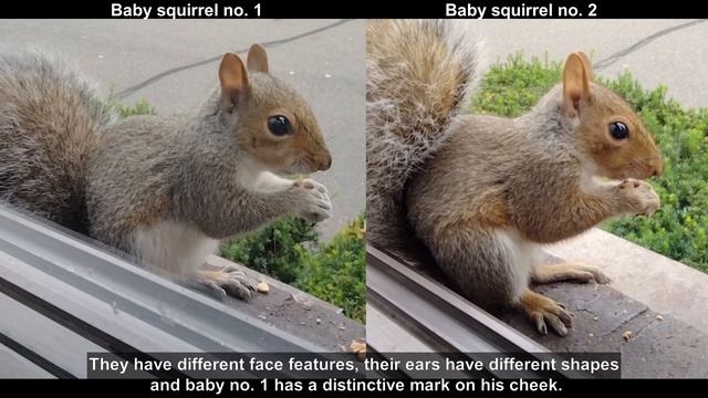 Baby squirrel no. 2 comes up to my window смотреть онлайн
