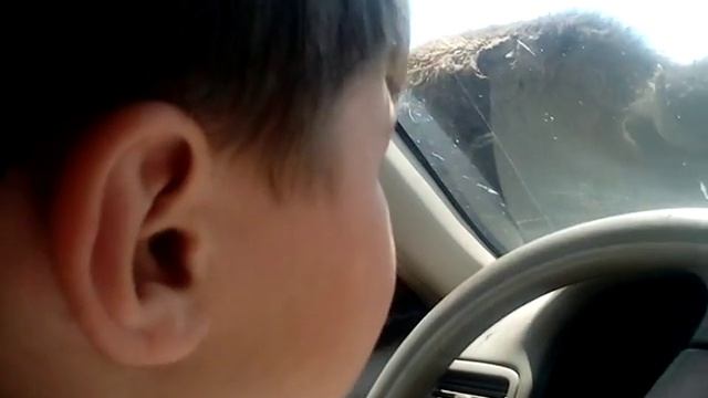 The buffalo licked my window :) смотреть онлайн