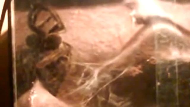 Psalmopoeus Cambridgei смотреть онлайн