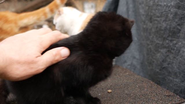 Гладим большого уличного кота смотреть онлайн