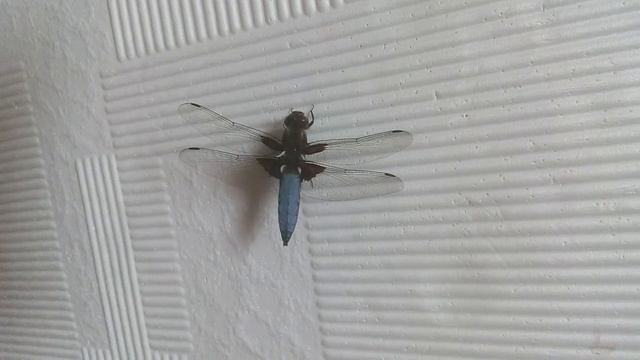 Стрекоза плоская (Libellula depressa). Самец. смотреть онлайн
