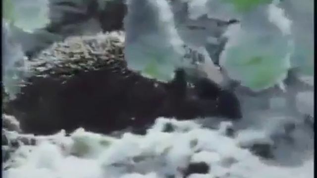 Window on Britain 11 Animals [0:18 - 4:04] смотреть онлайн