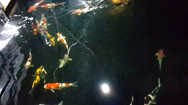 Koi pond 2016 (Air pump turned off for VR) смотреть онлайн