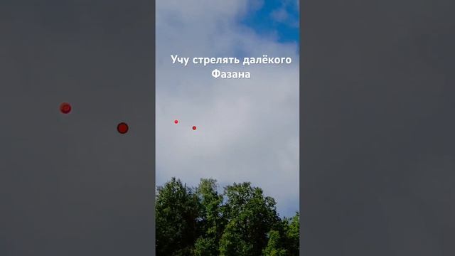 Учу стрельбе по далекому фазану смотреть онлайн