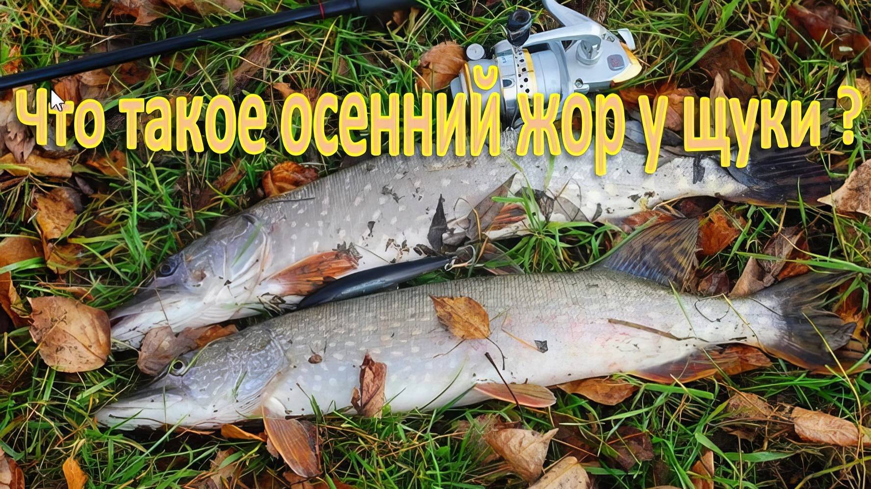 Что такое осенний жор у щуки смотреть онлайн