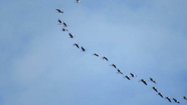 Последние гуси спешат на юг смотреть онлайн
