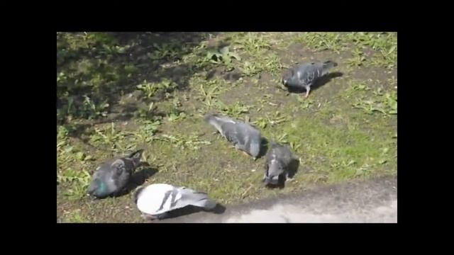 Голубь вернулся. The dove returned смотреть онлайн