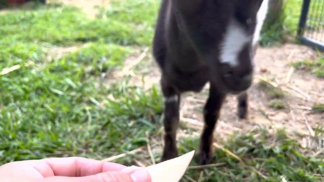 Do goats like apples? смотреть онлайн