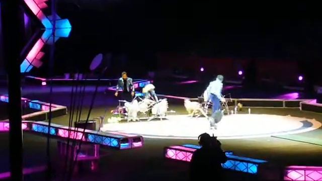 Circus Dogs смотреть онлайн