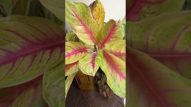 Обзор поставки аглаонем S08 июнь 2024. Часть 1