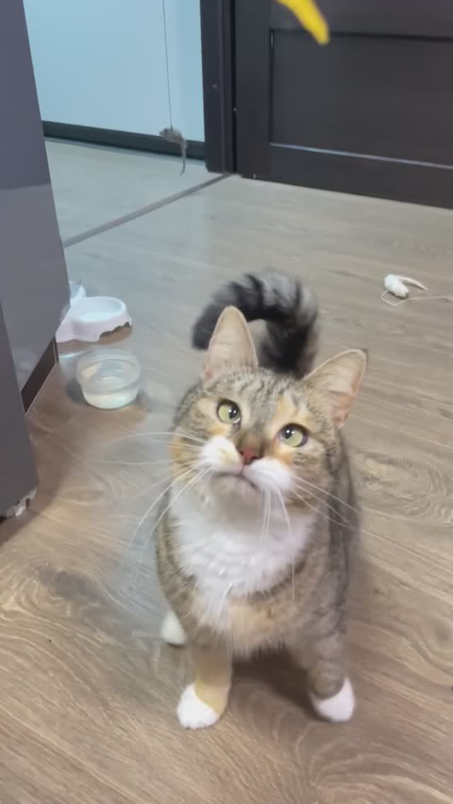 Шаня и случайный осенний листик🍂