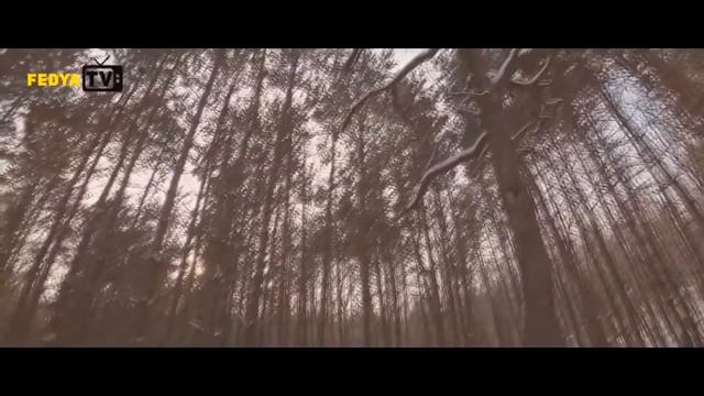 Социальная короткометражка про собаку 'Глазами брошенного' смотреть онлайн