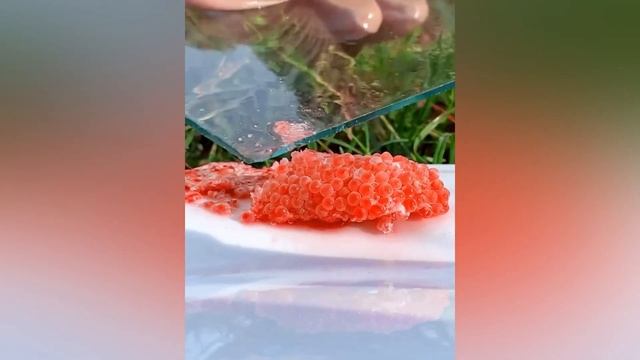 Invasive snail eggs crushed | Apple snail Eggs ASMR 🐌17 смотреть онлайн