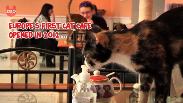 Cat Cafe in Budapest смотреть онлайн