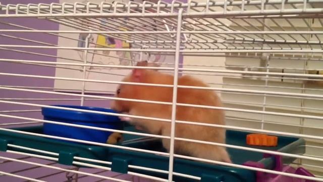 Dominic Explores and Takes a Fall смотреть онлайн
