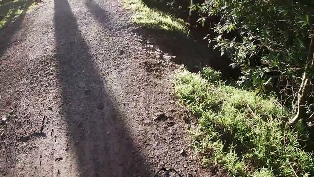 Oakland Metal Detecting #43 Joaquin Miller Park Pt 6 Low Battery Live Search w/ Nokta Macro Simplex смотреть онлайн