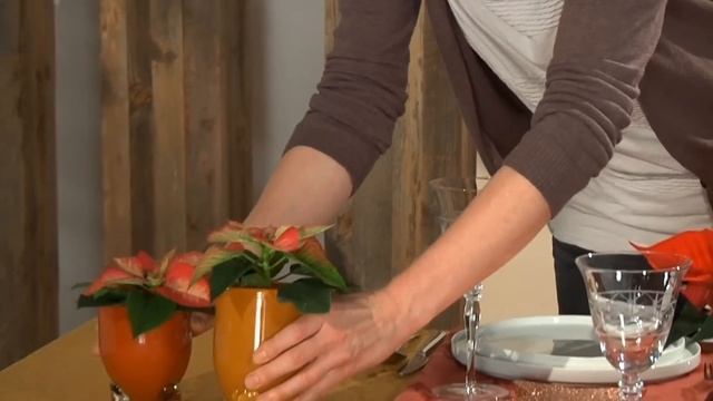 For specialist retailers: impressive table and window decorations using poinsettias смотреть онлайн