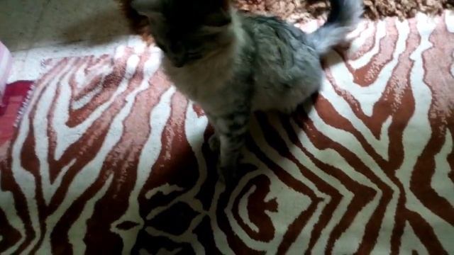 Beautiful cat just turned up on my window Look how friendly he is😍 смотреть онлайн