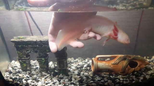 Ручной аксолотль. Аквариумные питомцы