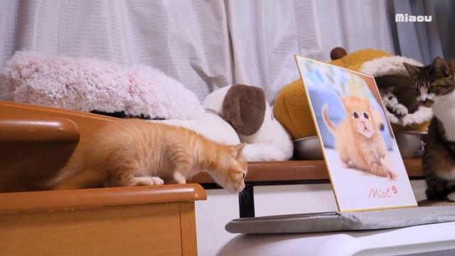 【保護39日目】何度も叩かれても逃げない子猫、りるとねるには耐えきれず限界突破のガチギレその衝撃の瞬間を見逃すな！【瀬戸のミエル日記】 смотреть онлайн