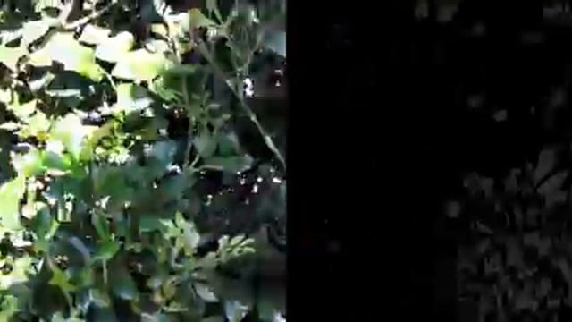 2016-04-21 - Test Intel RealSense F200 Outdoors. Bush shadow to light смотреть онлайн