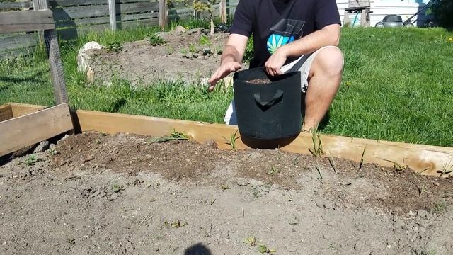 3 Ways To Get MORE USE From Cheap, Root-filled, Used Soil смотреть онлайн