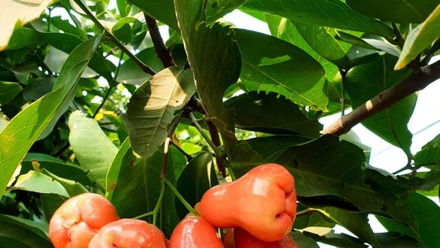Water Apple Long Red || Commercial Fruit || Saptagiri Nursery смотреть онлайн