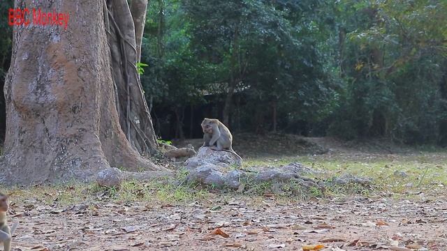 The Royal King Monkey Mac Face To Face With Monkey Duchess смотреть онлайн